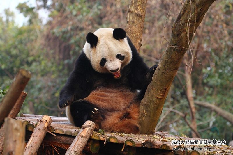 奇福的多面熊生 - 成都大熊猫繁育研究基地