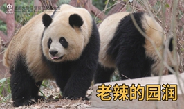老辣的園潤